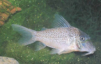Corydoras sp. C86